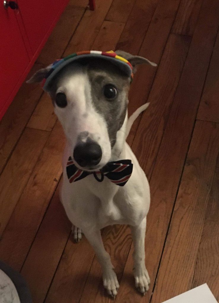 Pongo De La Deesse Aux Bras Blancs