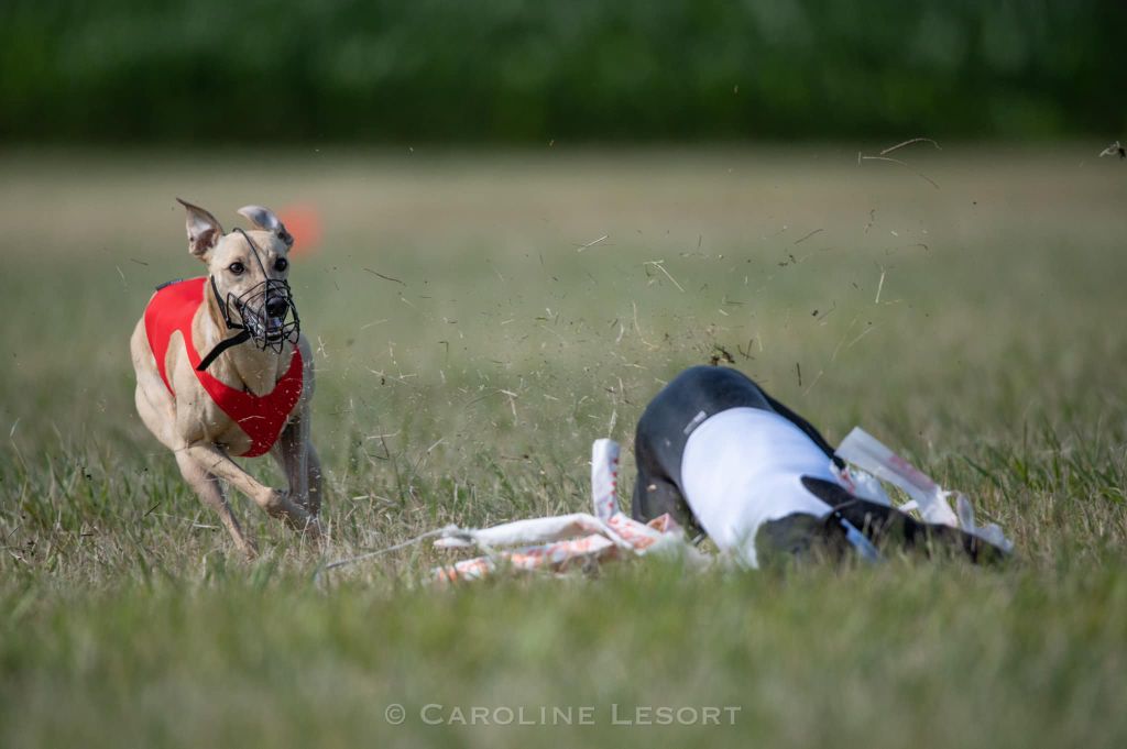 Reverencia sur le podium du Championnat de France de Coursing 2022