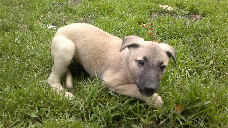 De La Deesse Aux Bras Blancs - Whippet - Portée née le 17/08/2011